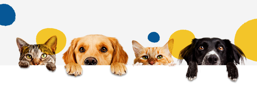 foto de perritos y gatos